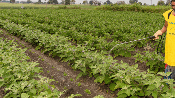 agrotoxicos Imagem: Canva