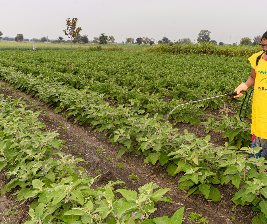 Entenda mais sobre agrotóxicos com especialistas